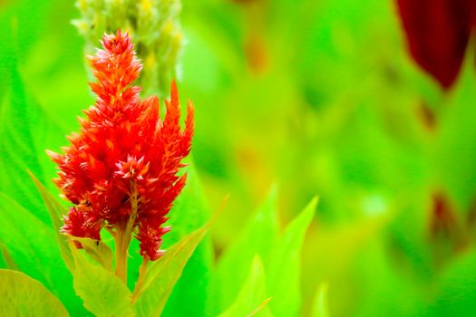 Celosia flower bouquet is bloom in the garden during the summer