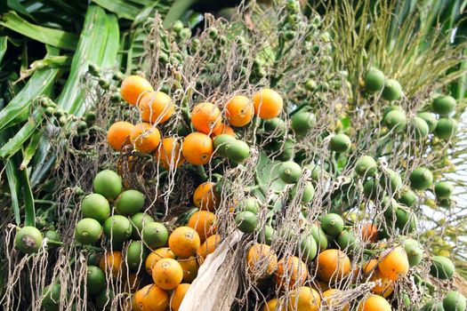 orange palm seed and new green palm seed on tree