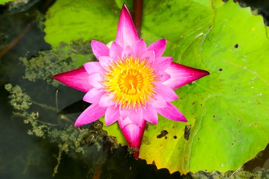 Lotus flower blooming on surface in the swamp full of leaves on water surface