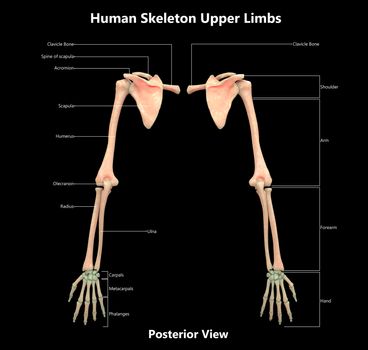 3D Illustration Concept of Human Skeleton System Upper Limbs Described with Labels Anatomy Posterior View