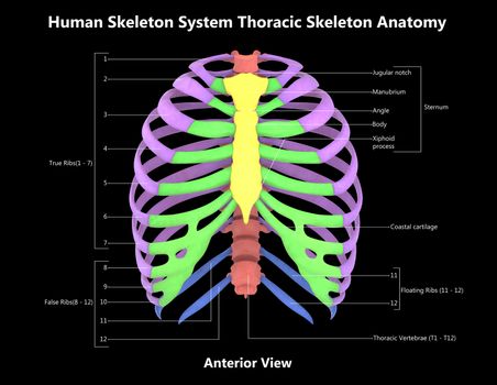 3D Illustration Concept of Human Skeleton System Thoracic Skeleton Described with Labels Anatomy Posterior View