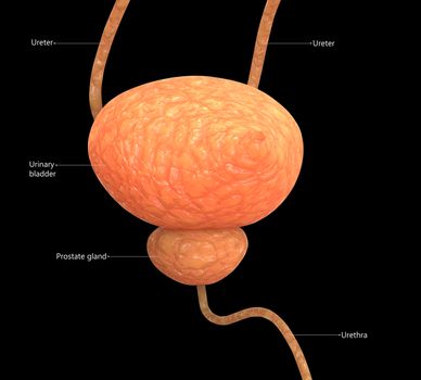 3D Illustration Concept of Human Urinary System Bladder Described with Labels Anatomy