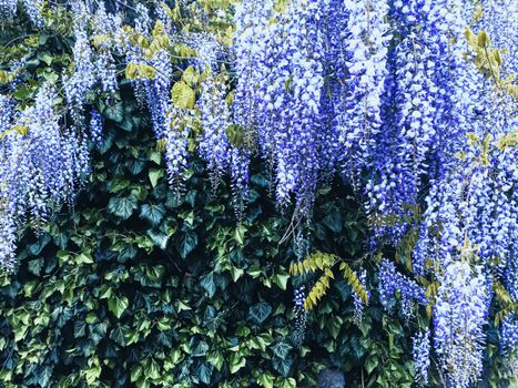 Blue wisteria flowers and leaves in botanical garden as floral background, nature and flowering scenery