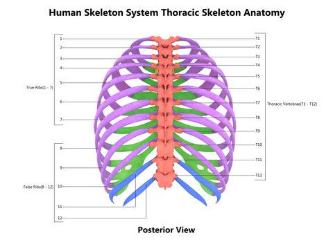 3D Illustration Concept of Human Skeleton System Hand Thoracic Skeleton Described with Labels Anatomy Posterior View