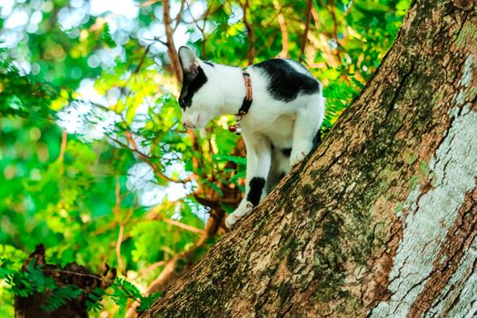 Siamese cats climb trees to catch squirrels. But it can not climb down,they are Looking for someone to help it down