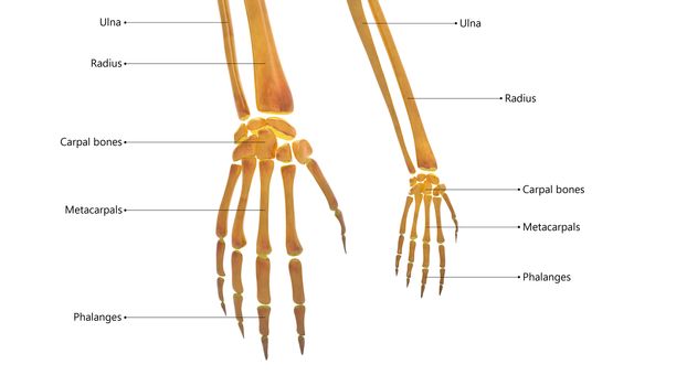 3D Illustration Concept of Human Skeleton System Hand Bone Joints Described with Labels Anatomy