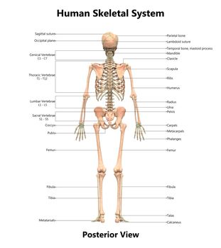 3D Illustration Concept of Human Skeleton System Bone Joints Described with Labels Anatomy Posterior View