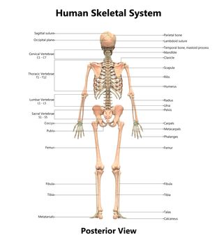 3D Illustration Concept of Human Skeleton System Bone Joints Described with Labels Anatomy Posterior View