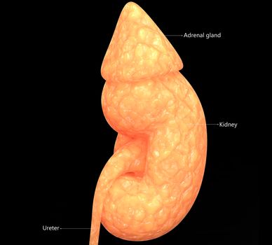 3D Illustration Concept of Human Urinary System Kidney Described with Labels Anatomy