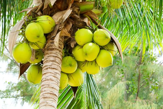 young green fresh coconut fruits on top tree and green leaves