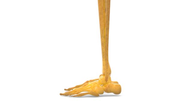 3D Illustration Concept of Human Skeleton System Leg Bone Joints Anatomy