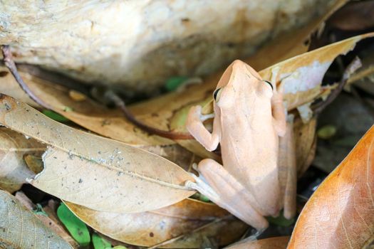 tree frog hide the top of stone by adjusting the skin