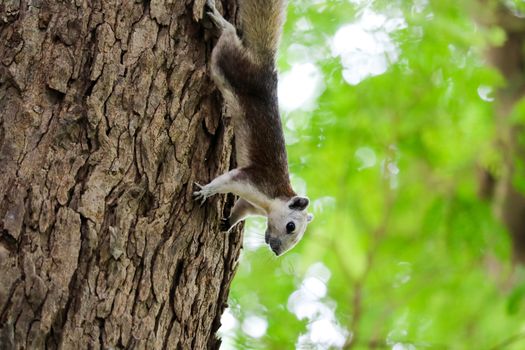 The squirrel sticks to the tree carefully while finding fruit to eat