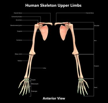 3D Illustration Concept of Human Skeleton System Upper Limbs Described with Labels Anatomy Anterior View