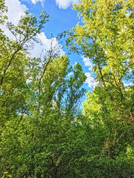 Countryside woods as rural landscape, amazing trees in green forest, nature and environment scenery