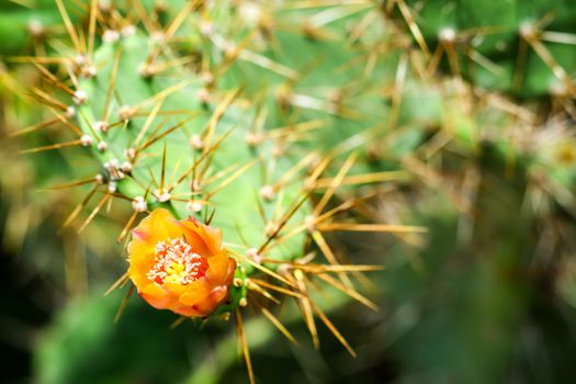 wild desert cactus flower blooming green garden