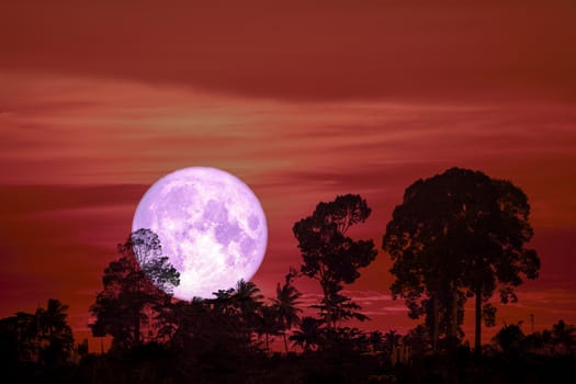 super purple moon back silhouette tree cloud on night sky, Elements of this image furnished by NASA
