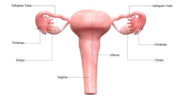 3D Illustration Concept of Female Reproductive System Described with Labels Anatomy