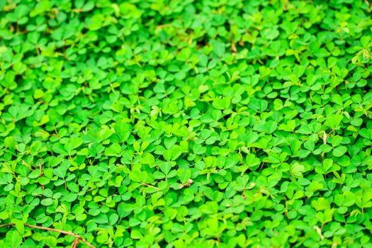 green leaves texture background in the green garden