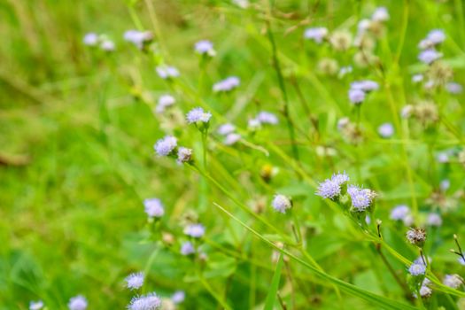 Siam weed, strengthening properties. Relieve fatigue, relieve thirst, relieve fever, cure fever, abdominal pain. Abdominal pain