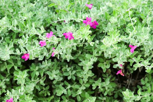 Small shrub Stems break many branches, they set up Dense bush, Fresh purple flowers to pinkish-red Single flowering along the axillary at the end of the branch