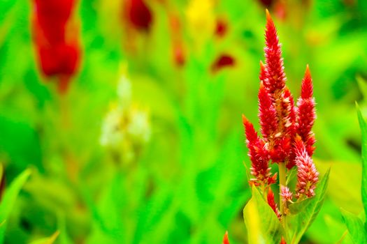 Celosia flower bouquet is bloom in the garden during the summer