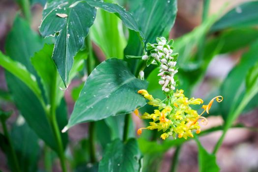 Globba winitii C.H.Wright, TReal flowers are yellow. Looks like a swan standing to fly With graceful style, making the inflorescence more colorful Inflorescences about 10 - 20 cm long