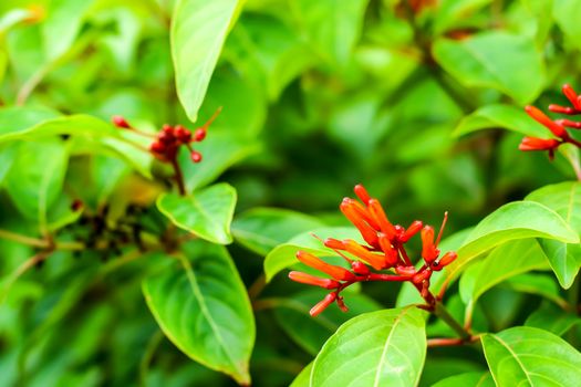 Hamelia patens is a large perennial shrub  in coffee family, Rubiaceae, native american and tropical