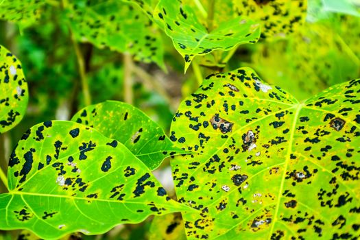 Leaf blight with grey centre and with brown border occur in large number in nursery or on young plants in the field