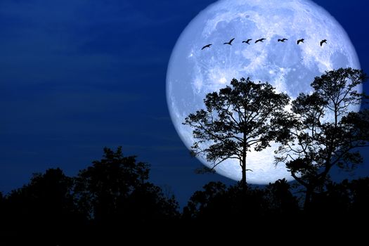 super snow moon back silhouette bird in field night sky, Elements of this image furnished by NASA