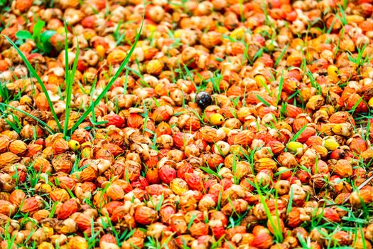 red palm seed fall on green grass in the garden