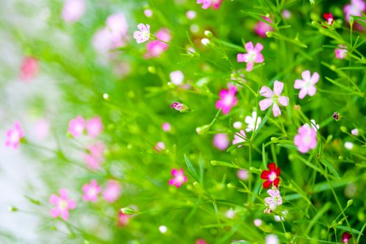 colorful beautiful pink gypsophila boutique flower in the garden