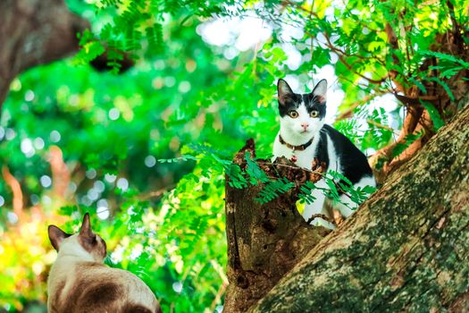 cat climb trees to catch squirrels. But it can not climb down,they are Looking for someone to help it down