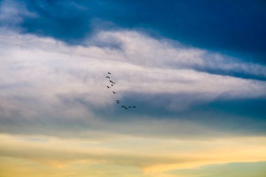 birds flying to home on colorful sky soft cloud background