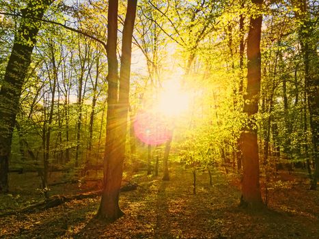 Spring forest landscape at sunset or sunrise, nature and environment