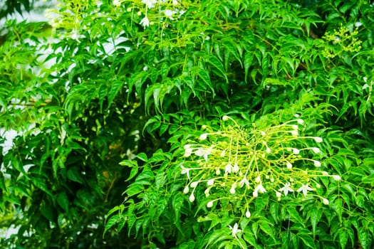 Millingtonia hortensis is a tree about 15 meters high, with a horn-shaped white flower, fragrant, popular as an ornamental plant