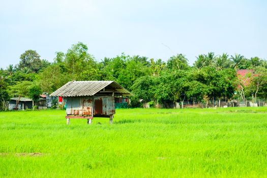 The cottage is surrounded by green rice fields and tree background