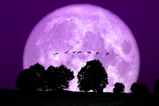 super snow moon back silhouette tree in field night sky, Elements of this image furnished by NASA