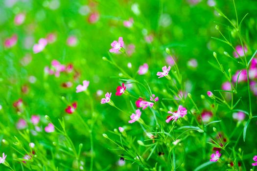 colorful beautiful pink gypsophila boutique flower in the garden