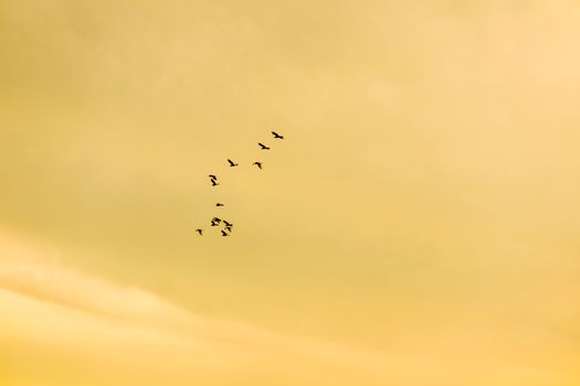 birds flying to home on sunset sky soft cloud background