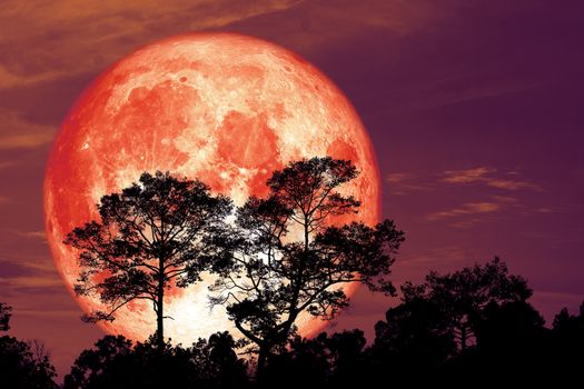 super snow blood moon back silhouette tree in field on night sky, Elements of this image furnished by NASA