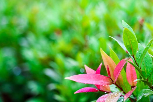 young red leaves of Christina was born after rain drop several days