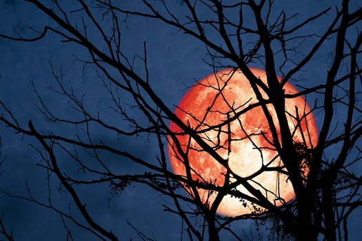 Hunter's Moon floats on the sky in the shadow of the hands of dried branches and leaves, Elements of this image furnished by NASA