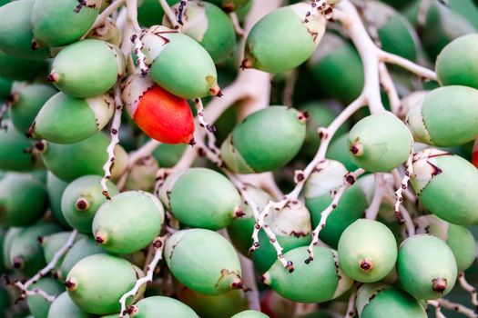 one red seed and new green palm seed on tree in the garden