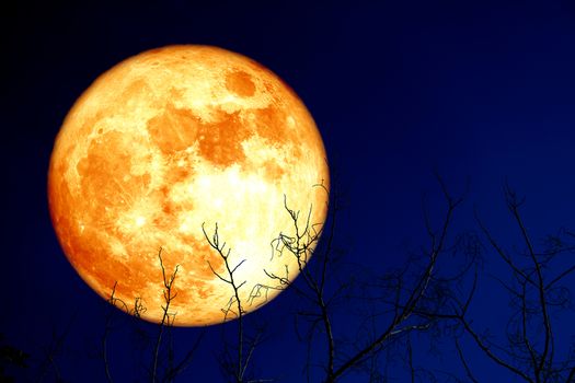 super egg blood moon back on silhouette plant and trees on night sky, Elements of this image furnished by NASA