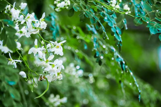 Horse radish tree or Drumstick is a rich source of vitamins, minerals, and amino acids