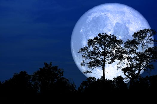 super snow moon back silhouette tree in field on night sky, Elements of this image furnished by NASA