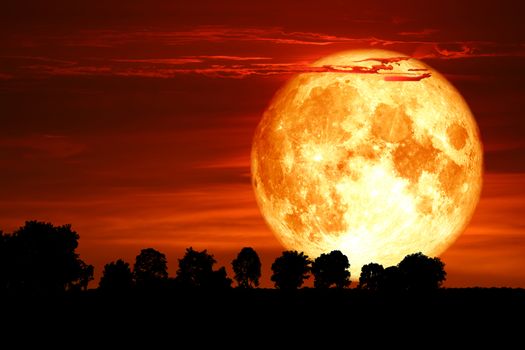 super blood snow moon back silhouette tree on dark red sky, Elements of this image furnished by NASA