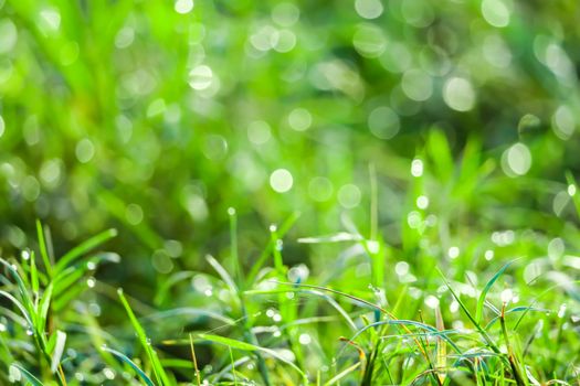 green grass in the garden and blokeh of water drop on leaves in field