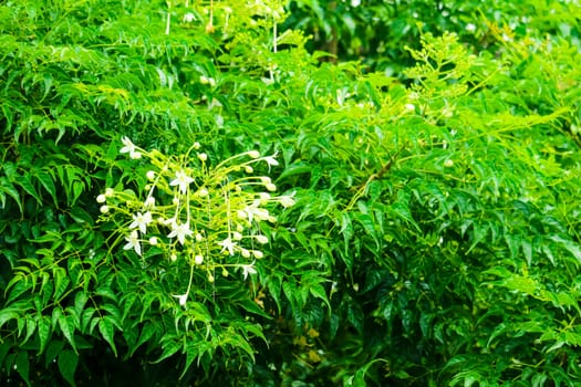 Millingtonia hortensis is a tree about 15 meters high, with a horn-shaped white flower, fragrant, popular as an ornamental plant